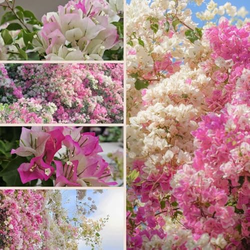 Set 2 White Pink Bougainvillea Live Plant 5-7 Inch Tall - Image 5