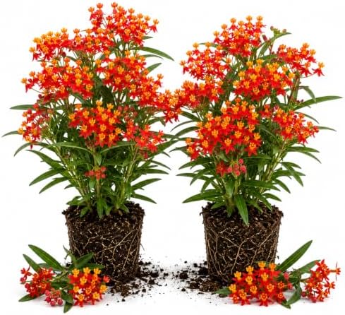 2 Tropical Milkweed Live Plants 4-7 Inches, Asclepias Butterfly Milkweeds by UIOTER