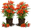 2 Tropical Milkweed Live Plants 4-7 Inches, Asclepias Butterfly Milkweeds by UIOTER
