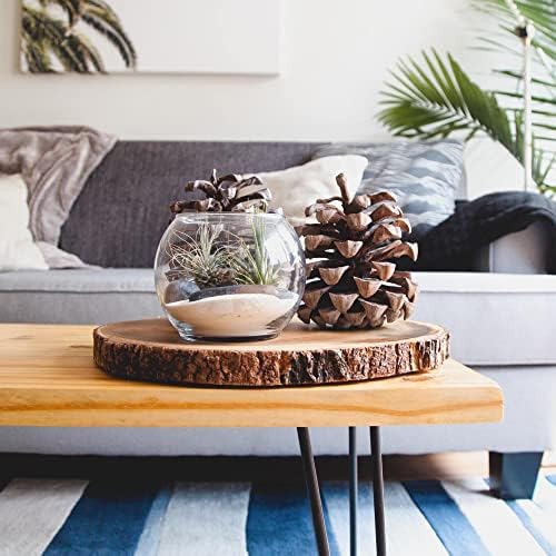 Shop Succulents | Assorted Collection of Live Air Plants, Hand Selected Variety Pack of Air Succulents | Collection of 8 - Image 6