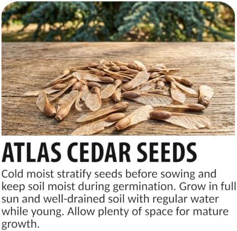 50 Atlas Cedar Seeds | Cedrus Atlantica Evergreen Tree Seeds for Planting - Image 4