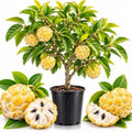 Yellow Sugar Apple Fruit Tree, 2-3 Ft Tall, 3 Gallon Pot, Hardy Tropical Fruit Plant for Landscape, Backyard Orchard and Outdoor Garden (No Ship to CA, HI, AK) by GINGERGLOW