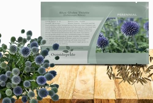 Outsidepride Blue Globe Thistle Seeds - 500 Pcs Perennial, Drought Tolerant & Self-Seeding, Flower Seeds for Planting w/Thistle-Like Foliage & Vibrant Purple Blooms, Ideal for Xeriscaping Gardens by Outsidepride