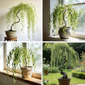 Weeping Willow Bonsai Tree Seed for Palnting, 20 Salix Babylonica Seeds, Perennial Plants, Non-GMO Heirloom Weeping Willow Seeds for Indoor Home Bonsai Outdoor by Unknown