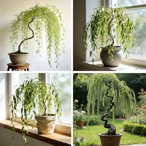 Weeping Willow Bonsai Tree Seed for Palnting, 20 Salix Babylonica Seeds, Perennial Plants, Non-GMO Heirloom Weeping Willow Seeds for Indoor Home Bonsai Outdoor by Unknown