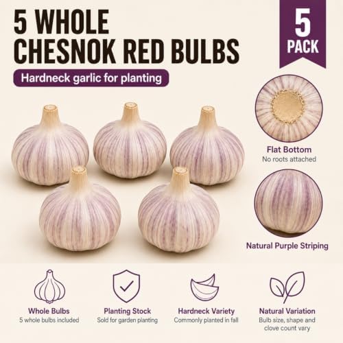 5 Pack Chesnok Red Garlic Bulbs for Planting Large Hardneck Garlic Cloves Garlic Seeds for Planting Cold Climate Ready Garlic Bulbs for Planting Home Garden Raised Beds Fall or Spring - Image 2