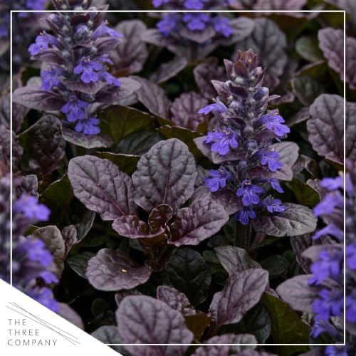 Ajuga (2 Pack) - Live Flowering Ground Cover Perennial, 8" Tall by 5" Wide in 1 Qt Pot - Image 2