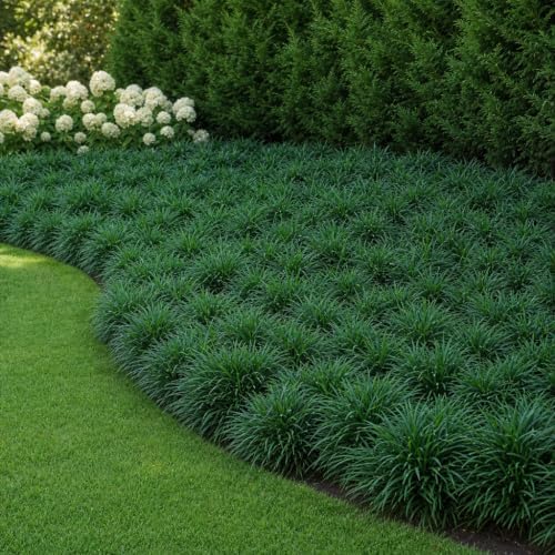 Mondo Grass - 30 Live Plants - Ophiopogon Japonicus - Live Evergreen Groundcover Plants - Shade Loving - Image 2