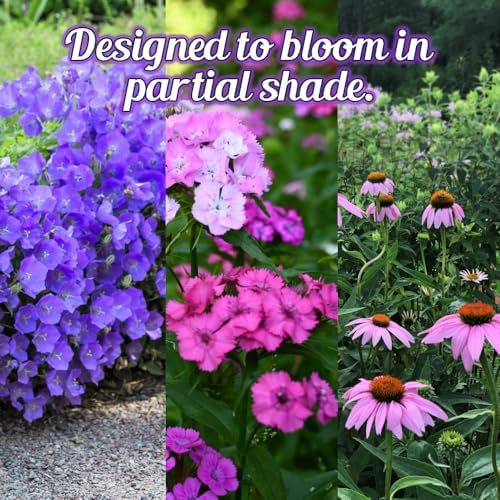 BBB Seed Partial Shade Wildflower Seeds Mix, Bulk 4 oz, Non-GMO Flowers - Image 6