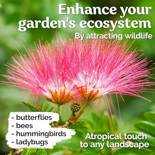 30 Mimosa Silk Tree Seeds (Albizia Julibrissin) – Pink Blooms, Drought Tolerant Flowering Trees, Attracts Pollinators – Great Both as Bonsai Tree Seeds for Indoor Garden & Outdoor Planting - Image 7