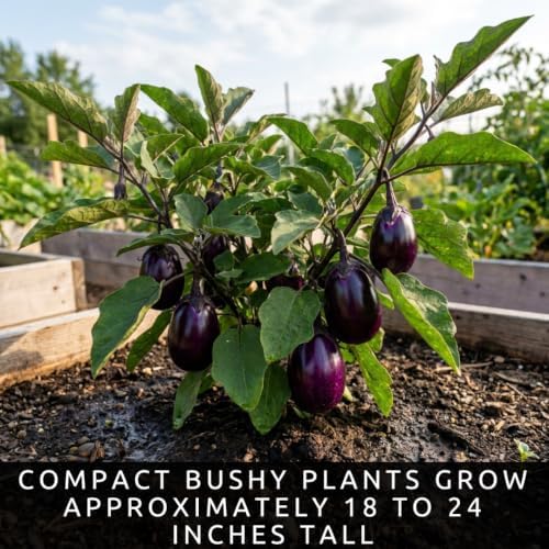 Purple Beauty Eggplant Seeds for Planting | 100 Seeds | Garden Vegetable - Image 5