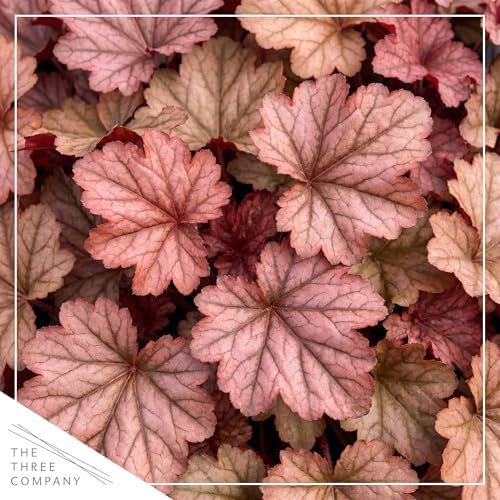 Heuchera (Coral Bells) - Shades of Red, Live Shade Perennial, 10" Tall by 6" Wide in 2 Qt Pot - Image 2