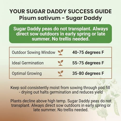 75 Sugar Daddy Snap Pea Seeds for Planting - Stringless, No-Trellis Bushy Vines, Heirloom, Non-GMO, USA Grown by RDR Seeds - Image 3
