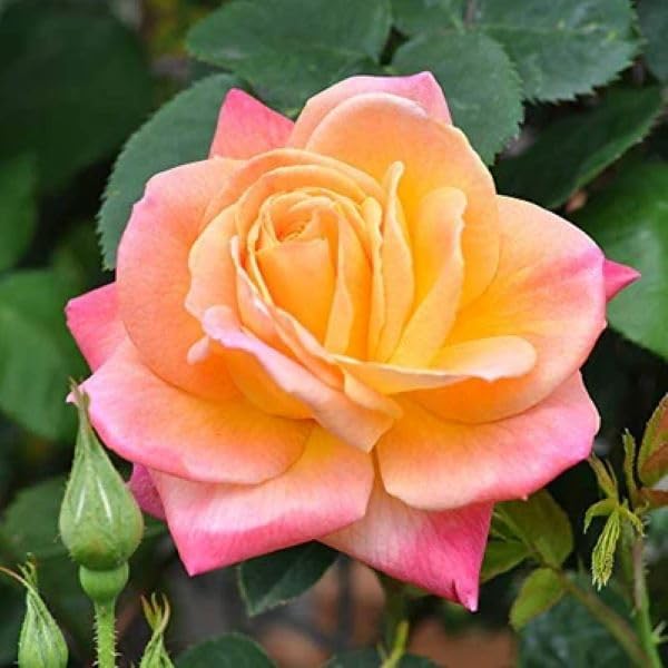 Joseph's Coat Climbing Rose - Live Plant - (1 QT) - Image 2