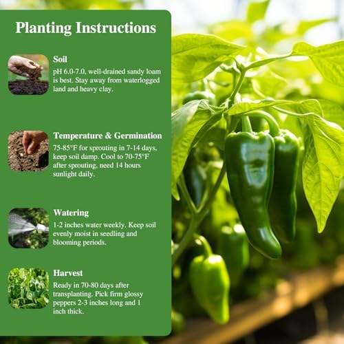 100+ Jalapeno Pepper Seeds for Planting, Non-GMO Heirloom Vegetable Seed - Image 4