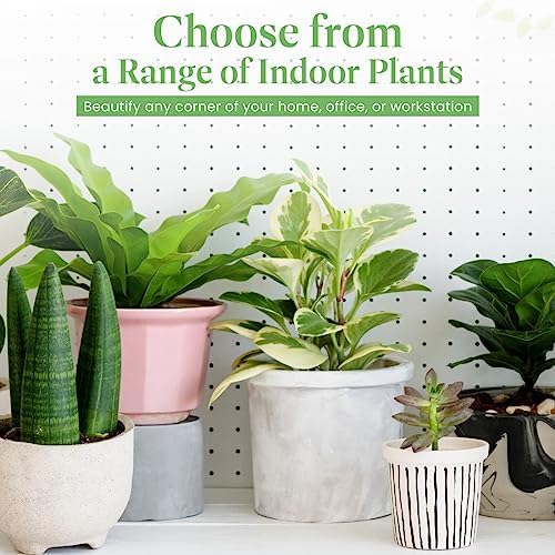 American Plant Exchange Bird’s Nest Fern – 6-Inch Pot – Live Easy Care Indoor Houseplant, Air-Purifying, Pet-Friendly Tropical Plant for Bathrooms, Bedrooms & Home or Office Décor - Image 4