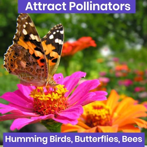 NatureZ Edge Zinnia Seeds for 2026 Planting Outdoors, Over 1600 Flower Seeds, 10g, Non GMO Made in USA, Bulk Semillas De Flores para Sembrar, Pumila Mix, Easy to Grow Zinnia Seed Mix - Image 4