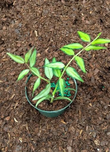 Rare Hoya Variegated Live Plant 5–7 Inches Tall, Rooted Wax Vine Houseplant, Tropical Indoor Climbing Hoya, Fragrant White Flowers, No Pot - Image 7