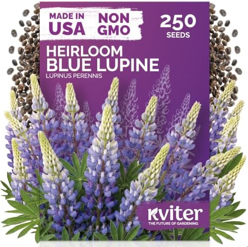 250 Blue Lupine Heirloom Flower Seeds for Planting, Lupinus Perennis by KVITER
