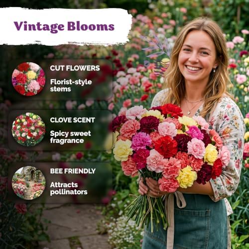 2,600 Chabaud Mix Clove Carnation Flower Seeds, Dianthus Caryophyllus - Image 4
