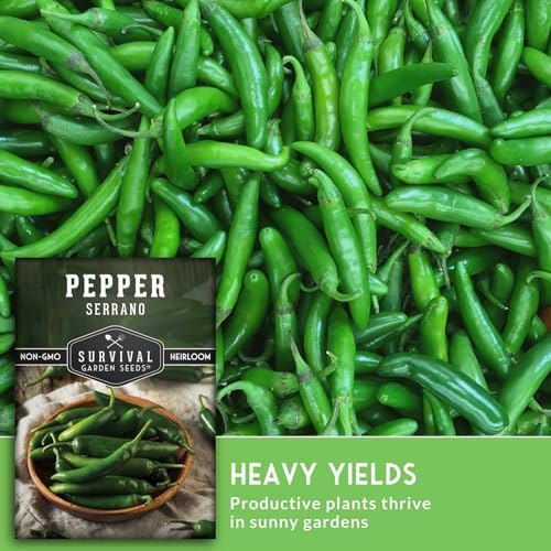 Mexican Serrano Pepper Seeds for Planting - 5 Packs - Image 4