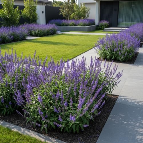 Blue Sage Seeds for Planting, 2000 Salvia Farinacea Wildflower Seeds, Sage Seed for Planting Perennial Gardens, Attract Hummingbirds and Butterflies Naturally - Image 6
