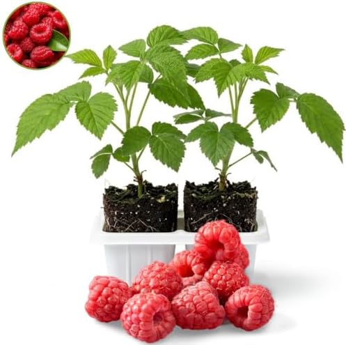 2 Red Raspberry Plants Live, Sweet Edible Berry Bush, 5-8 Inch Tall - Image 2