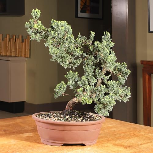 Brussel's Bonsai - Large Juniper Live Bonsai Tree, Potted Outdoor Plant - Image 4