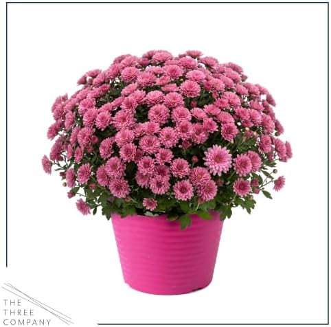 Chrysanthemum (Color Match Deco Pot), Pink Blooms, Live Fall Flowering Perennial, 15" Tall by 12" Wide in 3 Qt Pot - Image 3