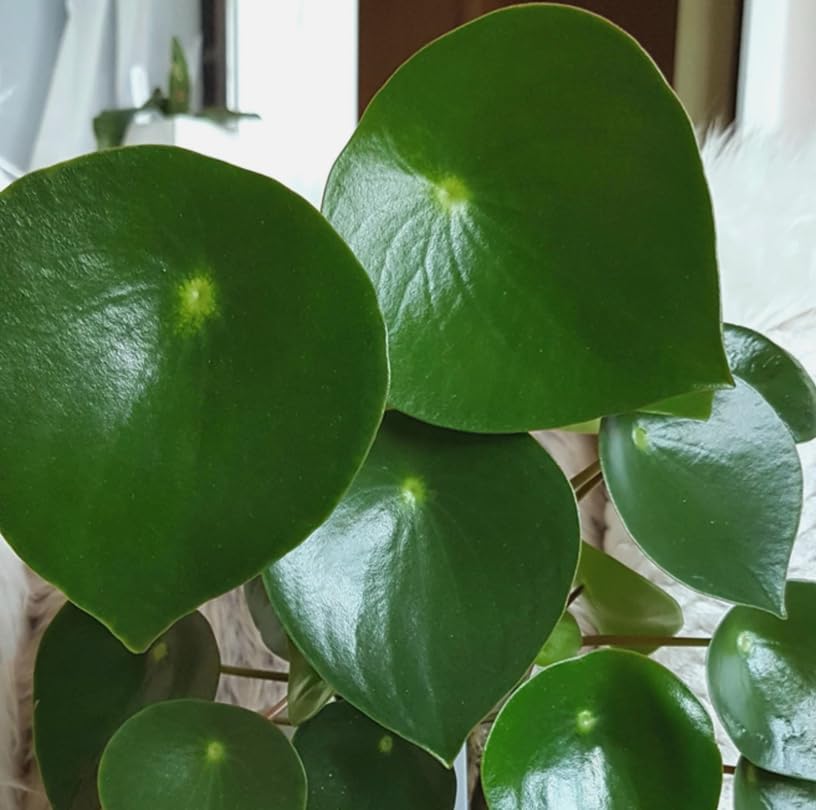 Variety of Peperomia Live Plant for Houseplant Tropical Shurb 4" Pot (Raindrop Peperomia Plant) - Image 6