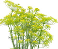 2000 Dill Seeds for Planting (Bouquet Variety) – Heirloom, Non-GMO, USA Grown Herb for Indoor/Outdoor Planting, Perfect for Pickling & Cooking by RDR Seeds by RDRSeeds