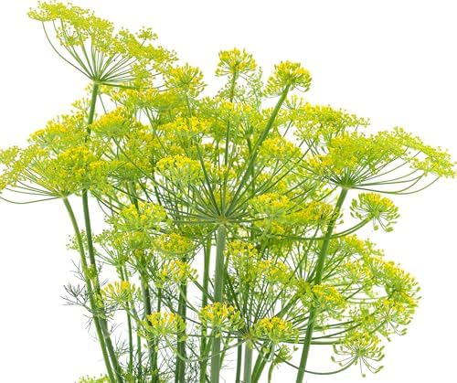 2000 Dill Seeds for Planting (Bouquet Variety) – Heirloom, Non-GMO, USA Grown Herb for Indoor/Outdoor Planting, Perfect for Pickling & Cooking by RDR Seeds by RDRSeeds