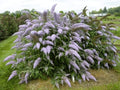 Greenwood Nursery: Live Shrub Plants - 'Grand Cascade' Butterfly Bush + Buddleja/Buddleia Davidii - [Qty: 3X Pint Pots] - (Click for Other Available Plants/Quantities) by GreenwoodNursery