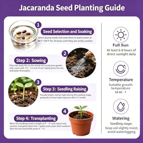 Blue Jacaranda Tree Seeds, Blue-Violet Blooming Ornamental Deciduous Trees - Image 3
