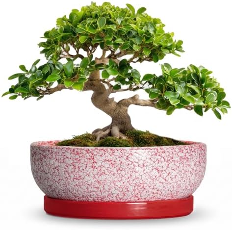 Bonsai Pots 10 Inch, Ceramic Succulent Planters, Texture Red by Wliror