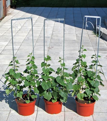Cucumber Indoor F1 10 Seeds, Compact Variety for Windowsill Growing - Image 3