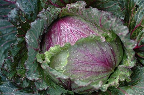 Cabbage 'January King No 3'- French Heirloom - Cold-Hardy - Crisp and Crunchy!! (25 - Seeds) - Image 2