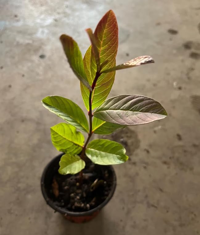 Live Red Guava Fruit Tree Sweet Guavas Plant Tropical Fruits Tree, Grow Outdoor, 5-10 Inch Tall in 4 Inch Pot - Image 2
