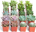 Shop Succulents Assorted Succulent Plant Pack Bulk Collection - Live Mini Succulent Plants, Low Maintenance, Mixture of Colors & Textures - Wedding and Party Favors, Gift & Garden, Pack of 20 by ShopSucculents