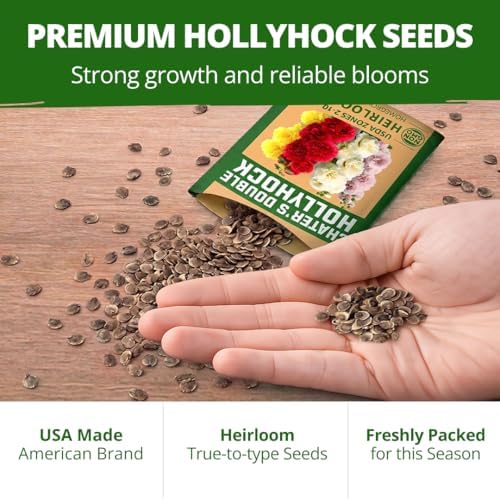 HOME GROWN Hollyhock Seeds, Chater's Double Mix, 100 Seeds, Alcea rosea - Image 7