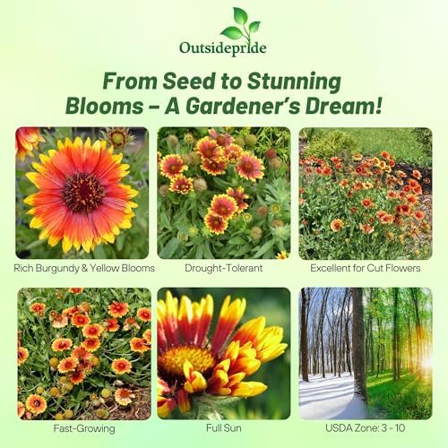 Outsidepride Gaillardia Aristata Bremen Blanket Flower Seeds for Planting - 1000 Pcs Perennial Wildflower Seeds, Drought-Tolerant for Xeriscaping, Borders, Pollinator Gardens, or Wildflower Mixes - Image 2