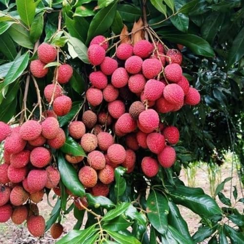 Lychee Tree Live Plant, Tropical Fruit Litchi Seedling, in 4" Pot - Image 6