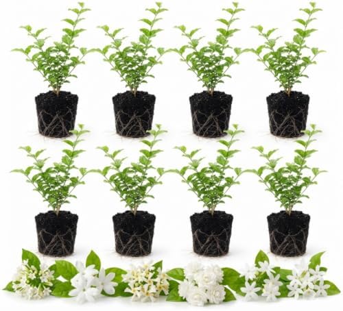 2 Mix Jasmine Live Plants, Fragrant Flowering Shrubs, 4-6" Tall - Image 5