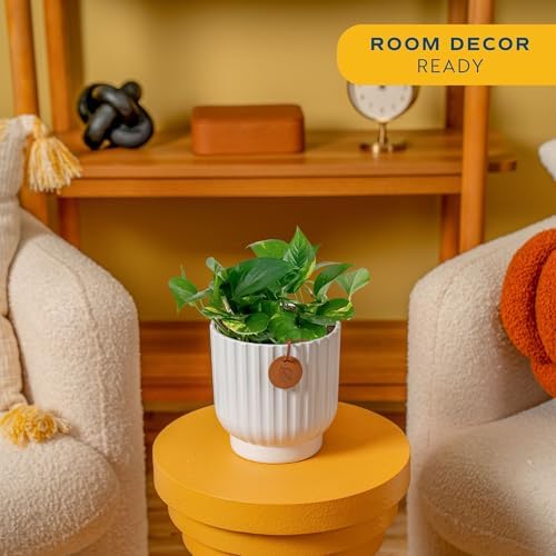Costa Farms Golden Pothos, Live Indoor Plant, Trailing Vine, Air Purifying - Image 2