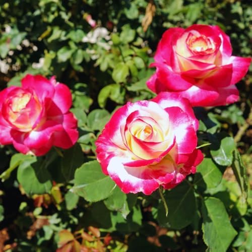 Double Delight Climbing Roses Live Plant, Rose Bush Plant, 5-7 Inch Tall - Image 5