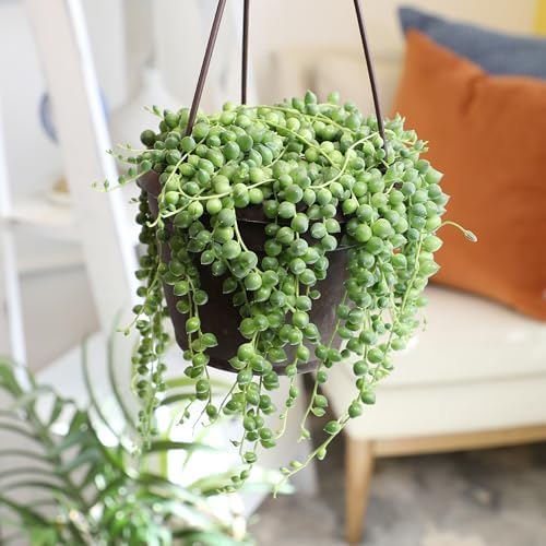 Live String of Pearls Succulent Plant Decor Hanging Basket, Real Succulents & Houseplants for Home or Office, Senecio Rowleyanus, Unique House Plants - Image 2