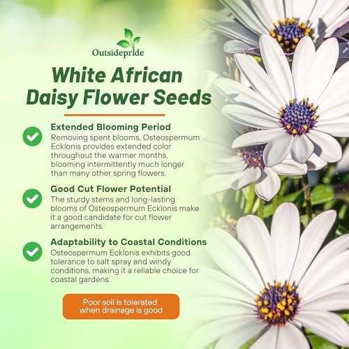 Outsidepride White Osteospermum African Daisy Seeds - 500 Pcs. Perennial Flower Seeds for Planting Outdoors with Long-Lasting Blooms, Drought-Tolerant, Easy to Grow for Sunny Gardens & Borders - Image 3