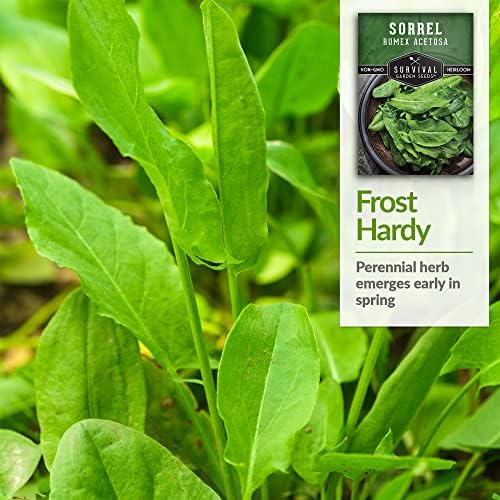 Sorrel Seeds for Planting - 3 Packs - Image 4