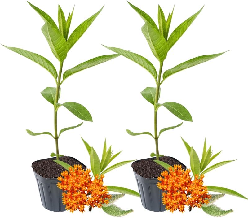 2 Orange Butterfly Milkweed Live Plants, 4-9 Inch Tall - Image 7