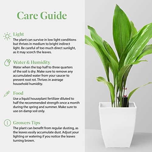 American Plant Exchange Cast Iron Plant – Live 6-Inch Potted Evergreen, Low-Maintenance Hardy Houseplant, Drought-Tolerant & Low-Light Indoor Plant for Home, Office & Shade Gardens - Image 5